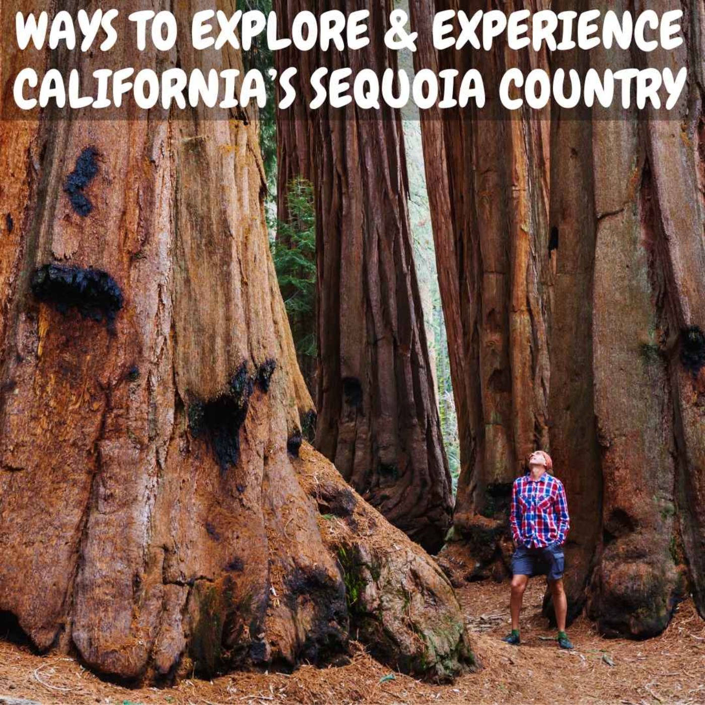 cover art for Wonderful Ways to Experience and Explore California's Sequoia Country