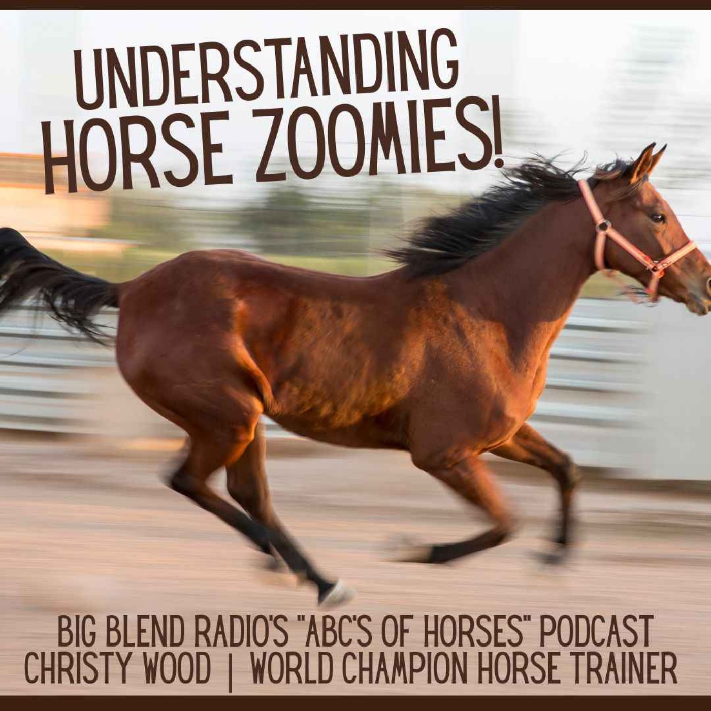 Understanding Horse Zoomies with Christy Wood episode artwork