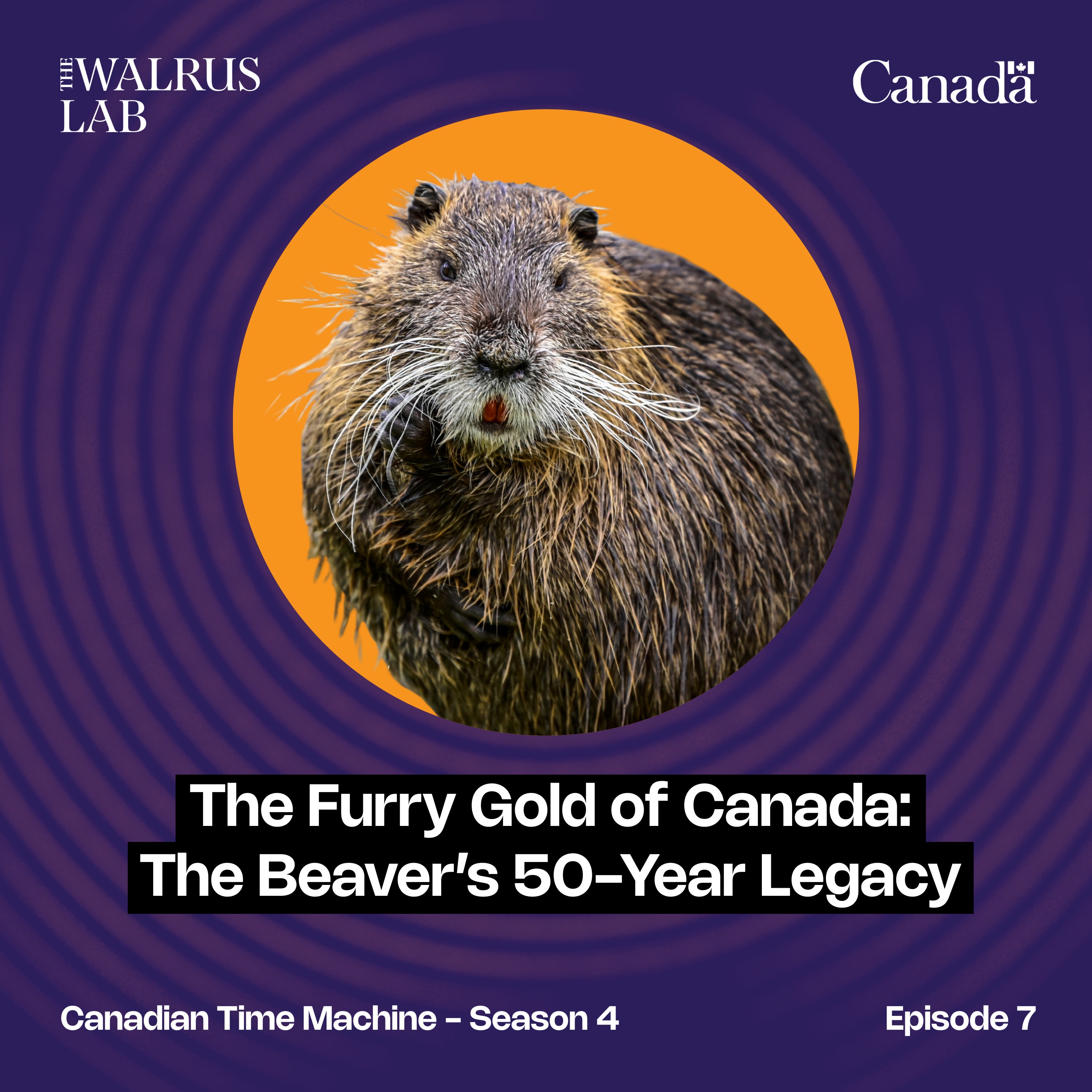 The Furry Gold of Canada: The Beaver’s 50-Year Legacy