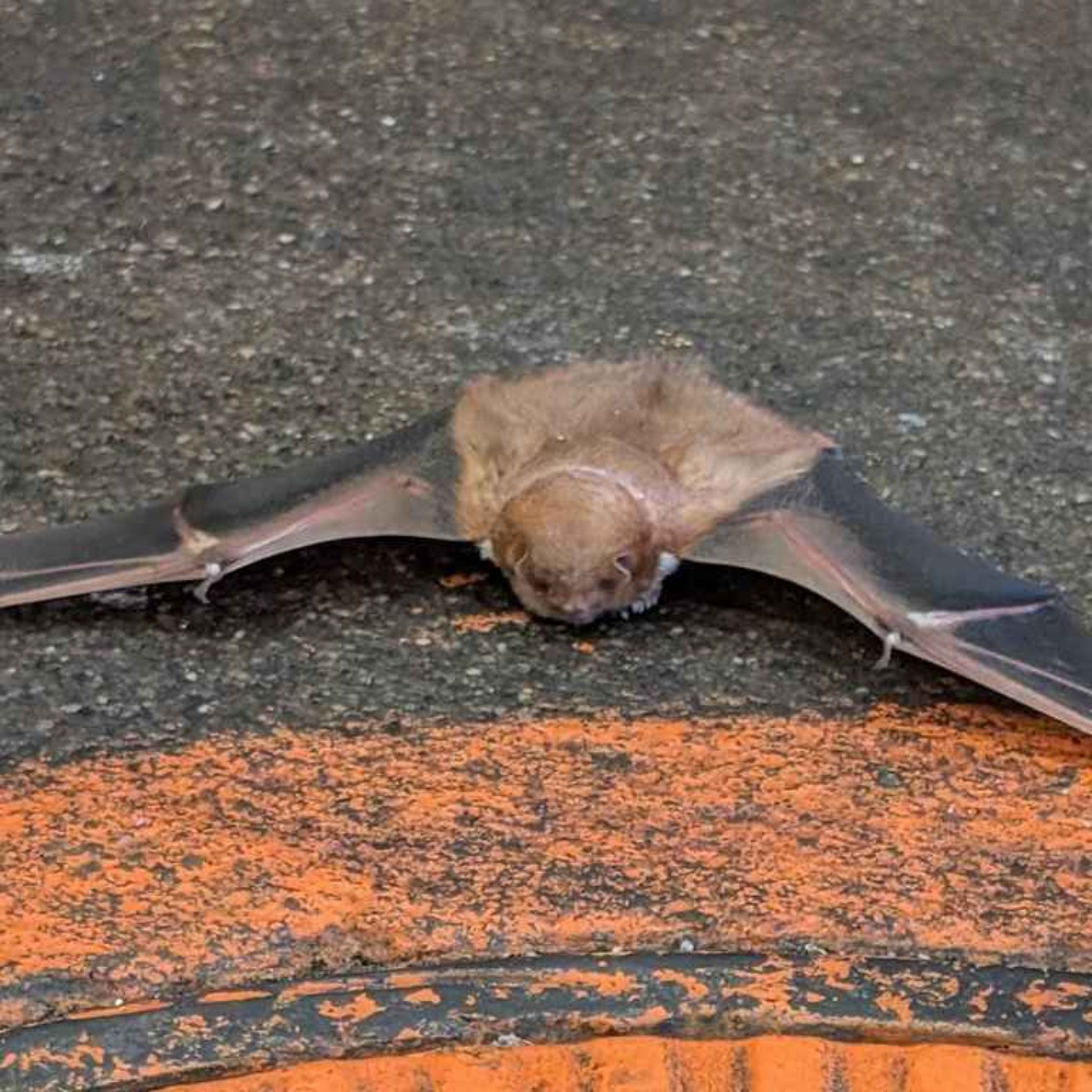 Bat Plague! Deed Theft! Speeding Cops! episode artwork