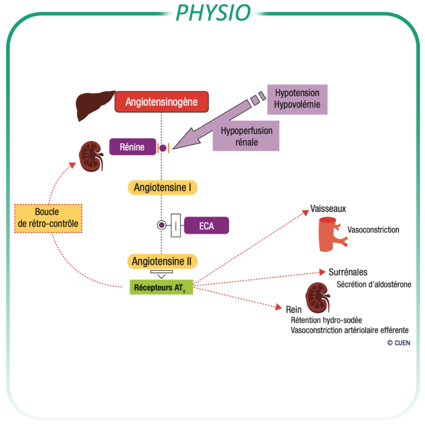 Système rénine angiotensine aldostérone