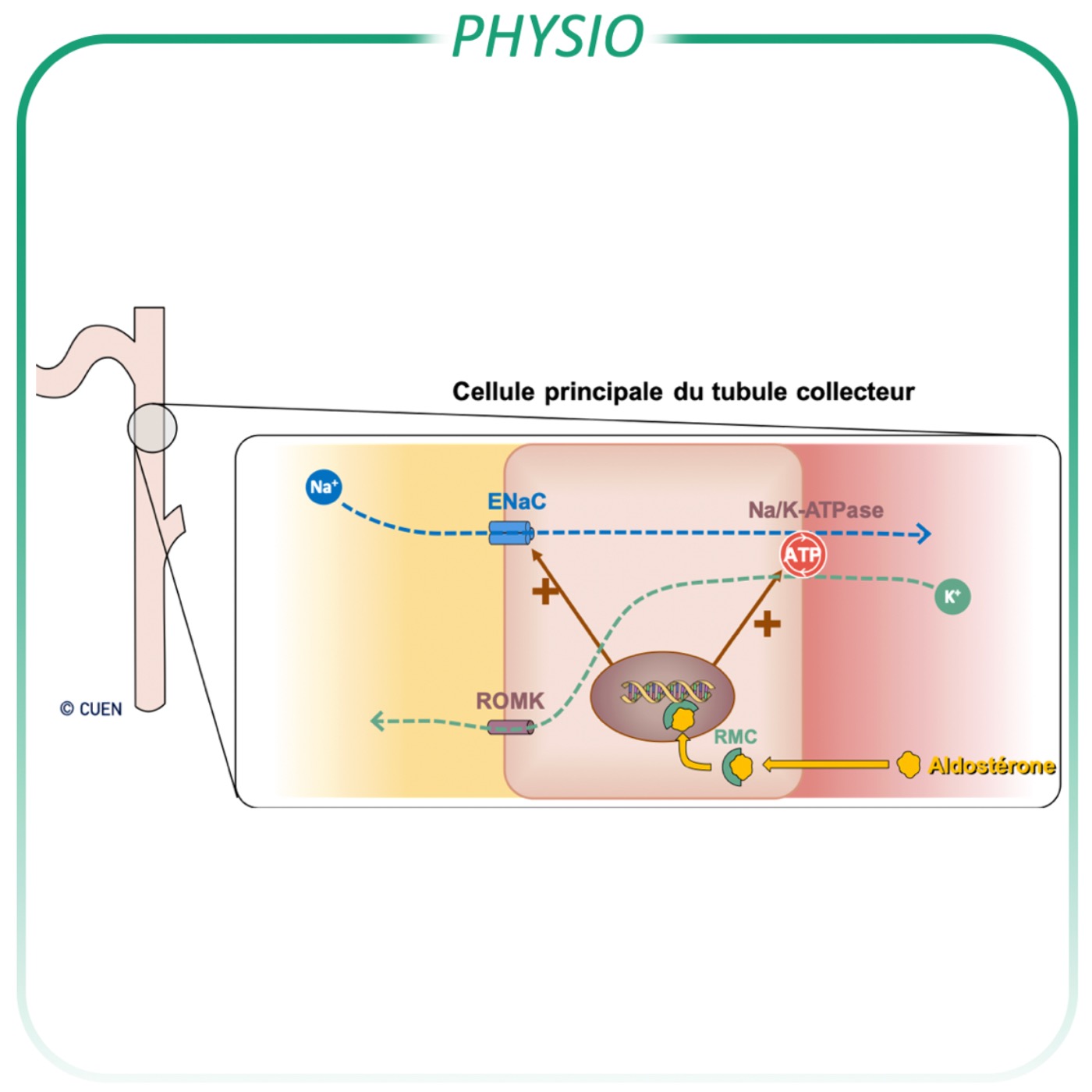 Sécrétion du potassium