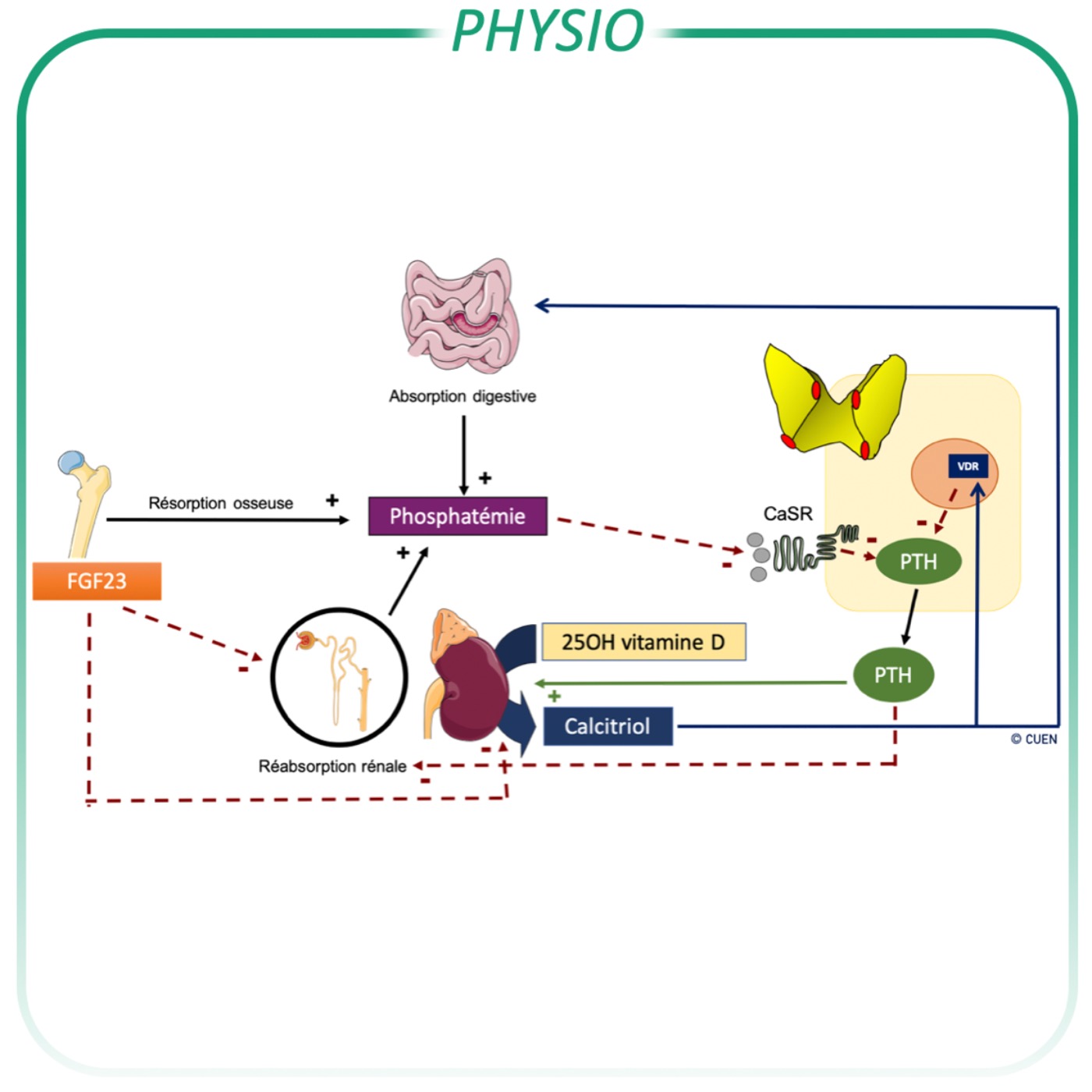 Régulation de la phosphatémie