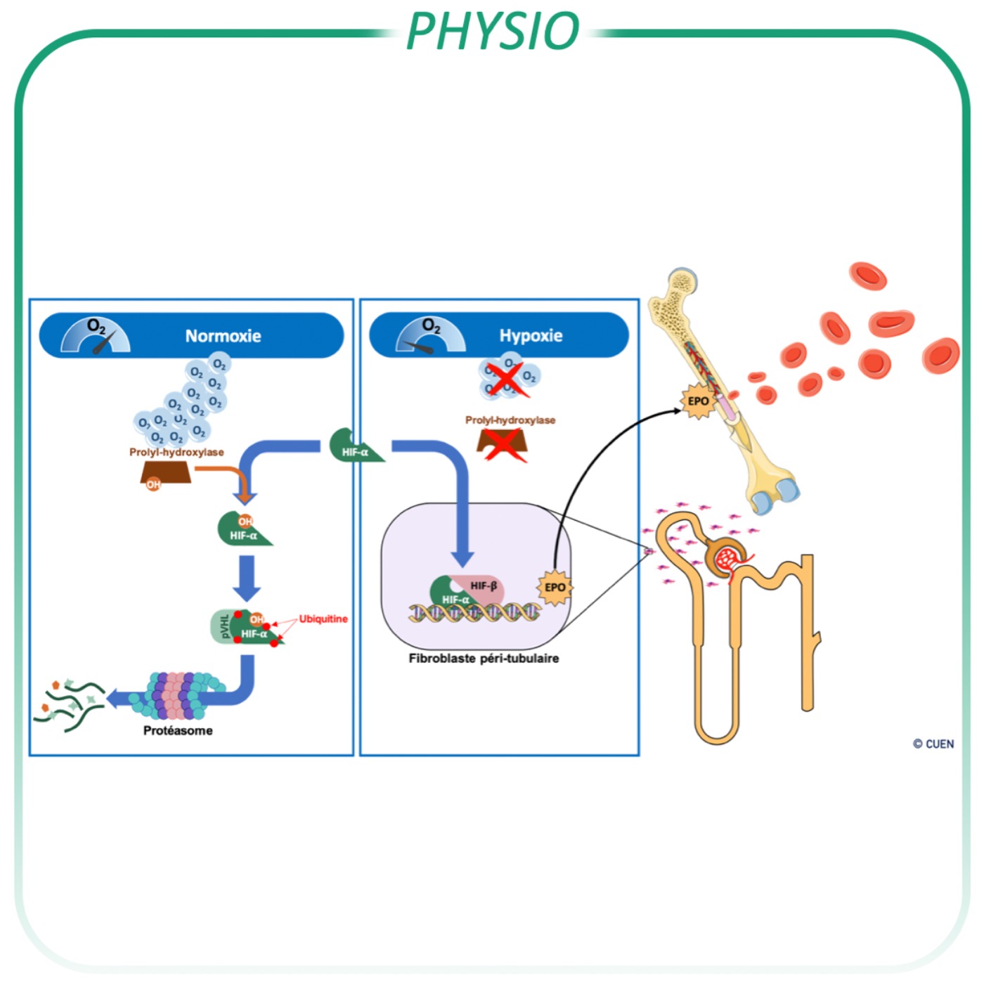 Régulation de la synthèse d'EPO