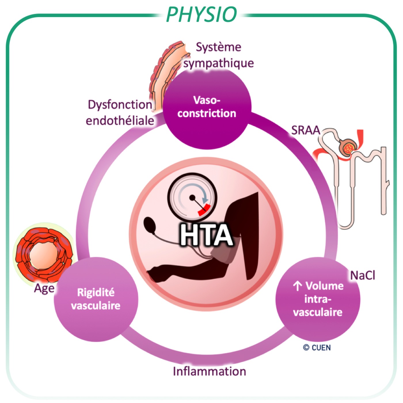 Physiopathologie de l'hypertension artérielle