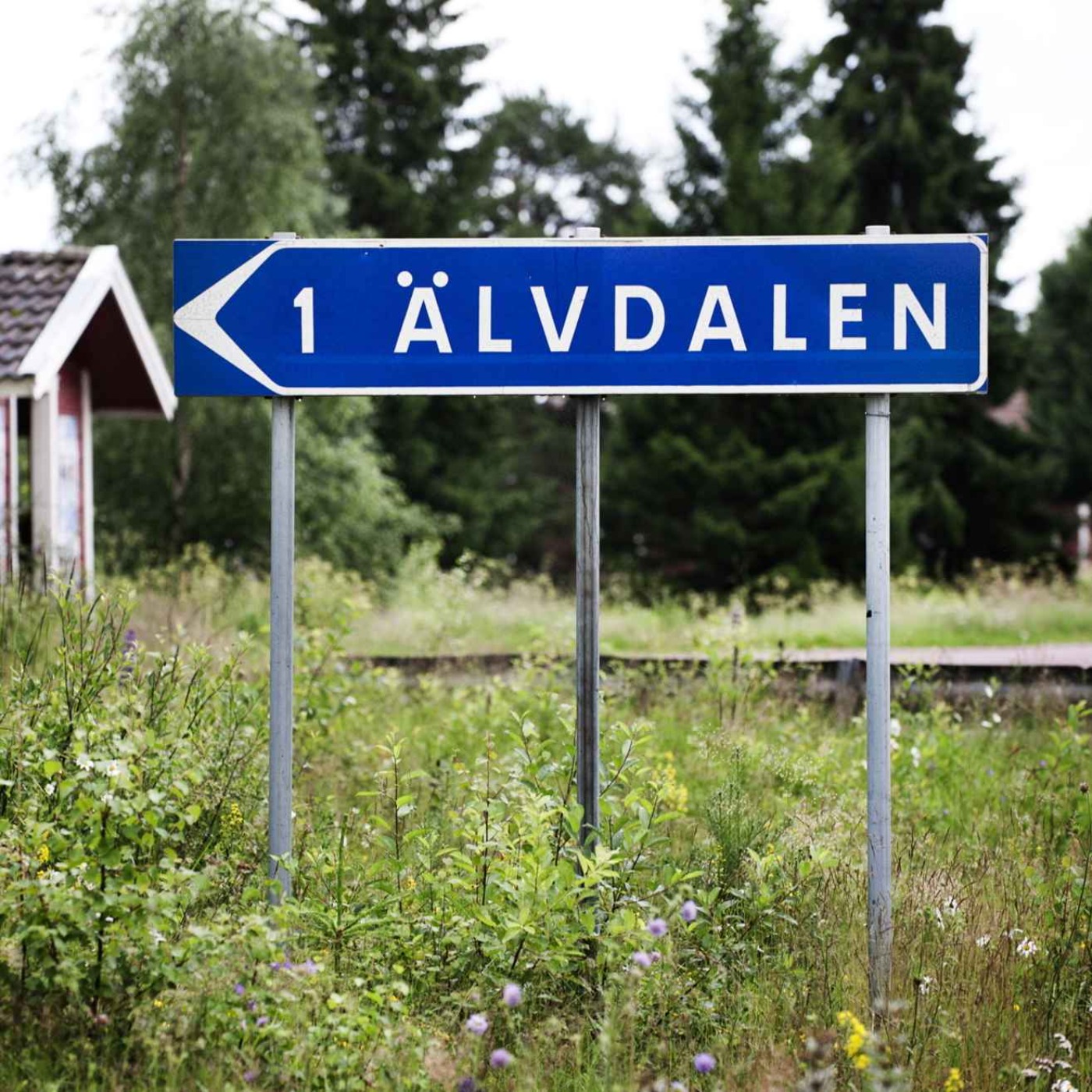 Forskningspodden #61: Gammelt språk dypt i Sveriges skoger, viking­slaver og sukker