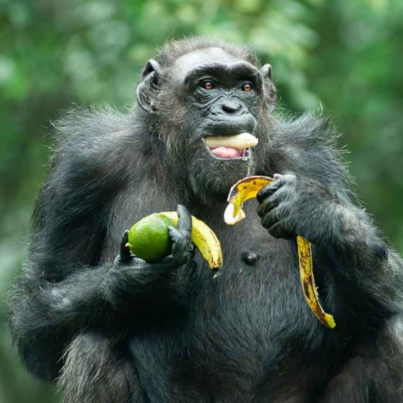 Forskningspodden #71: Alkoholens betydning for folk og aper