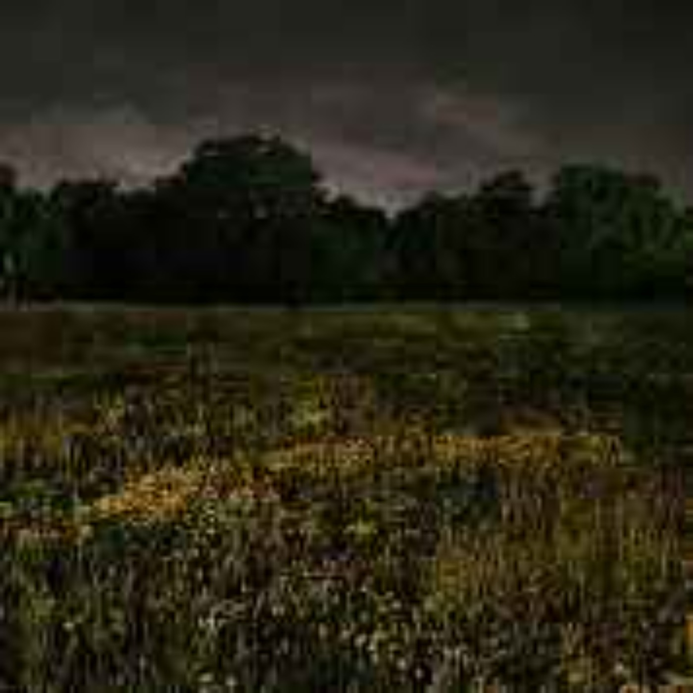 EP 37: Hiding in the Long Grass