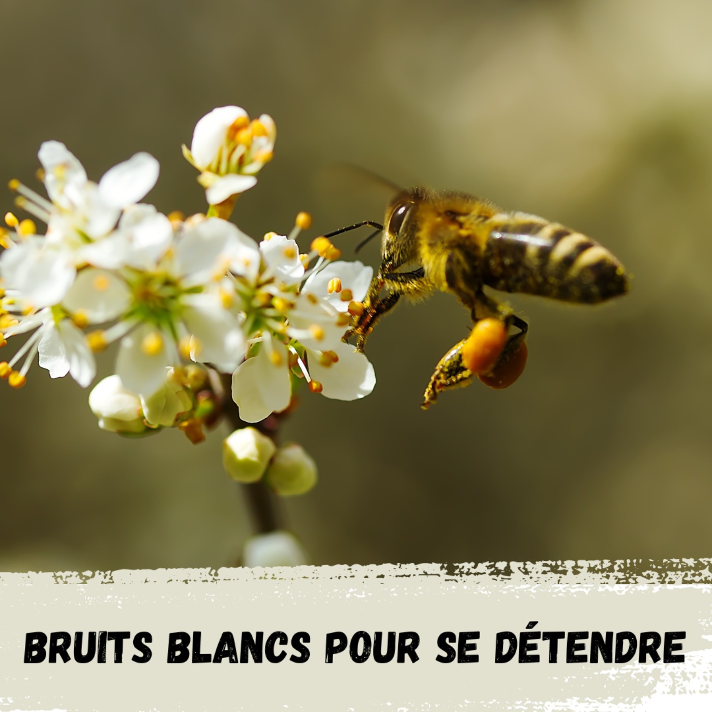 Bruits Blancs pour se détendre / White Noises to relax