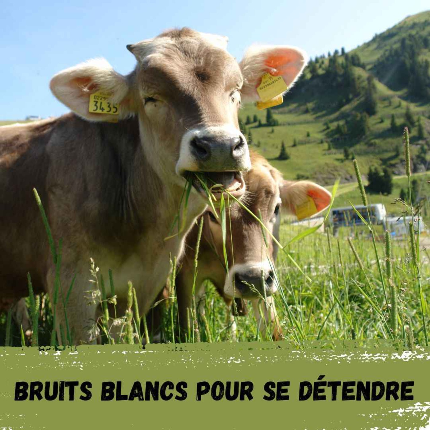 Bruits Blancs pour se détendre / White Noises to relax