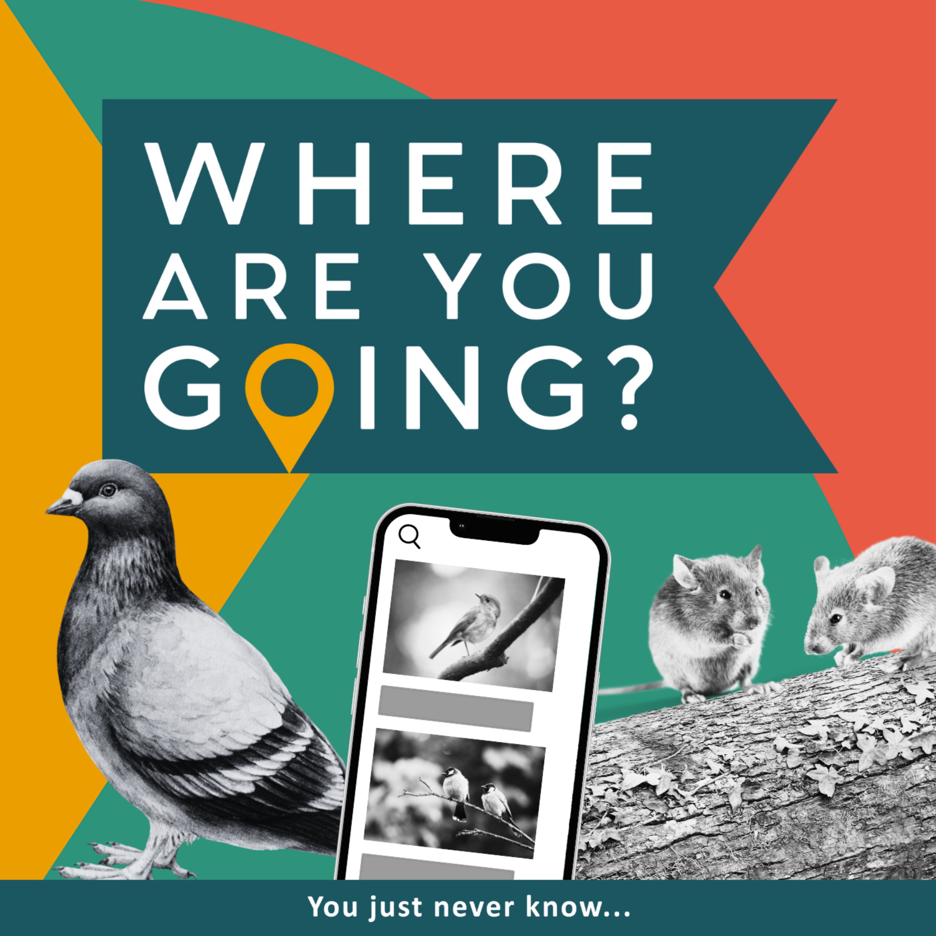 A Pigeon, Mice on a Log and a Bird App