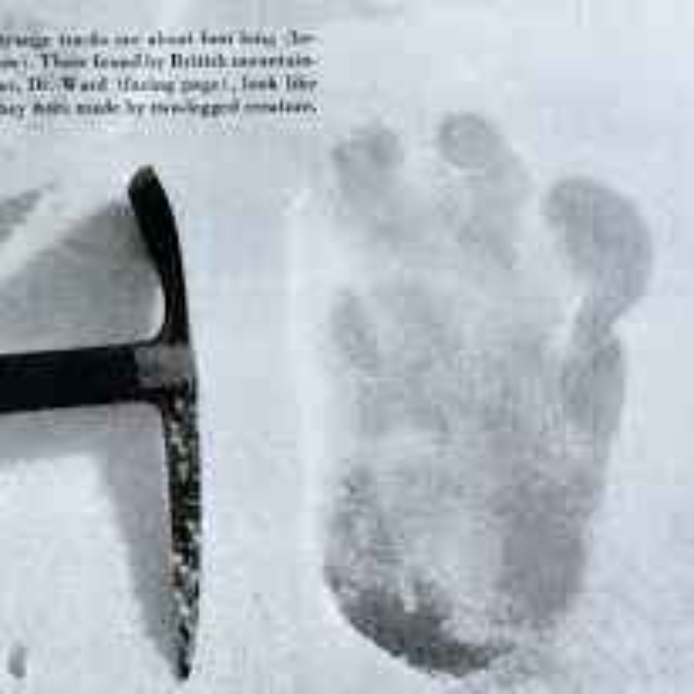Yeti - Mytisk varelse i Himalaya. episode artwork