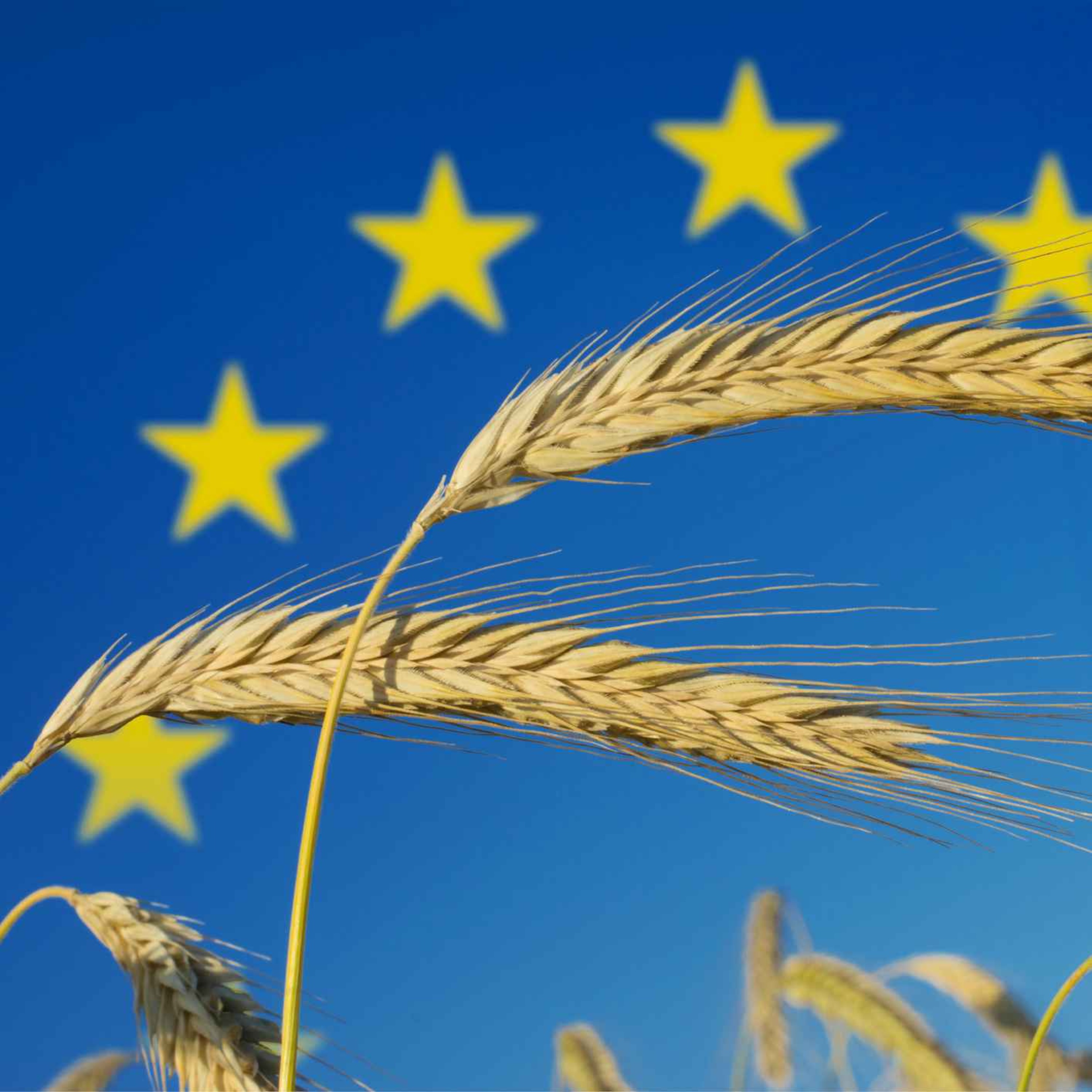 Nye regler for GMO i EU - hva betyr det for oss og maten vi spiser? episode artwork