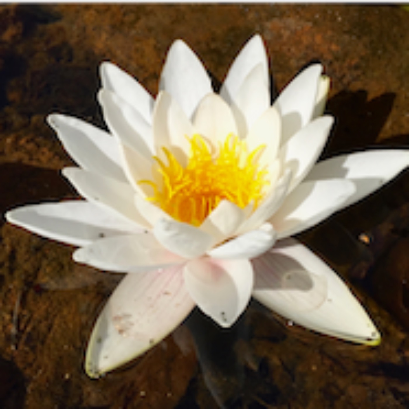 ARV, LIVSKVALITET, OVERLEVELSE, ANSVARLIGHED