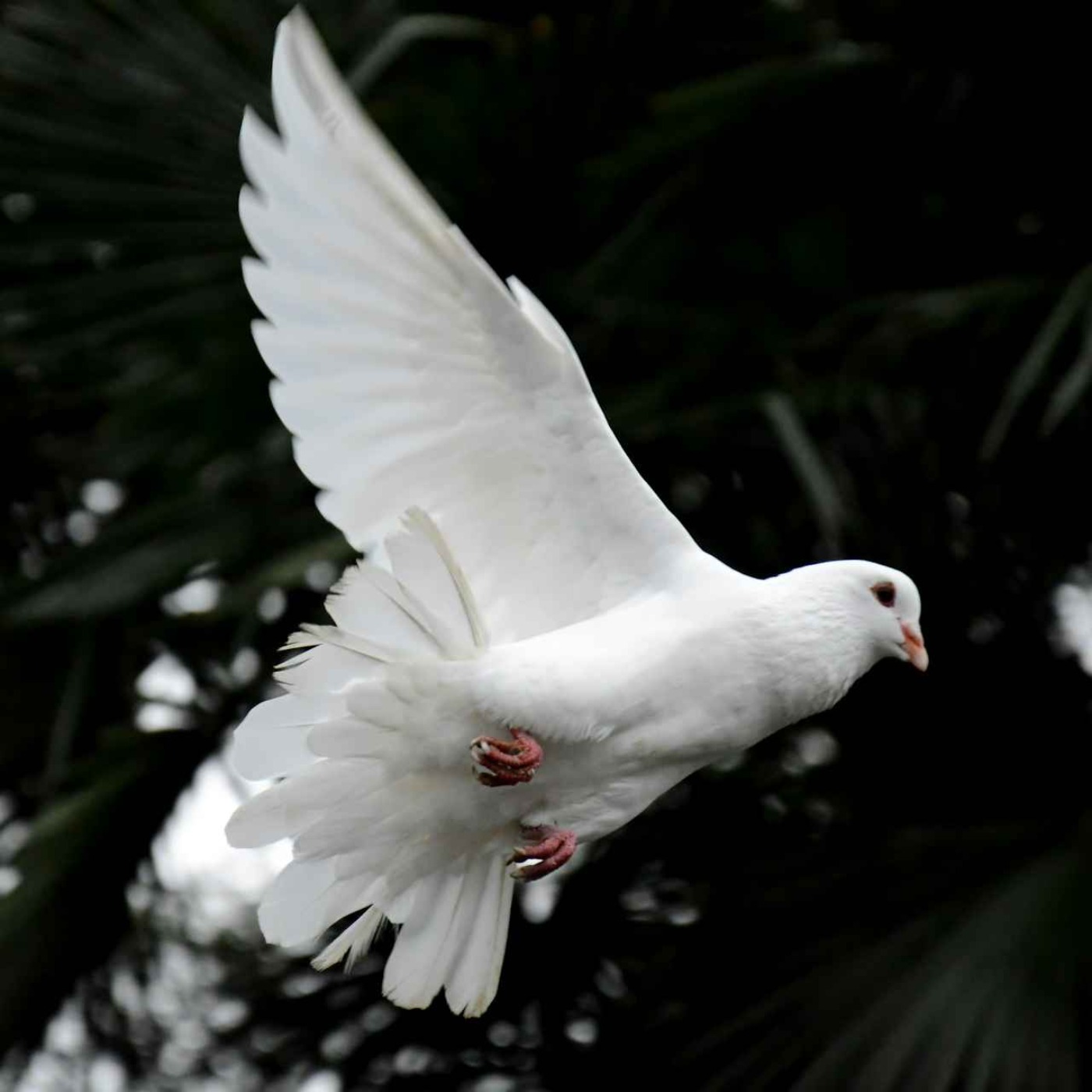 Acts 2:1-21 ~ Paul Ritchie ~ 19/05/24 ~ Pentecost Sunday episode artwork
