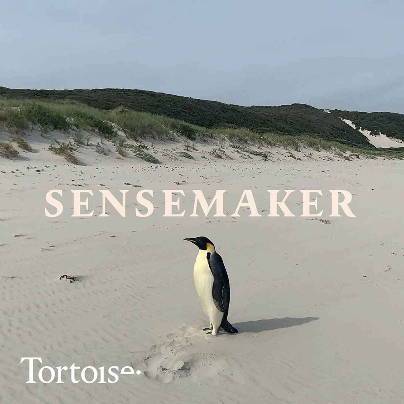 Sensemaker: The world’s loneliest penguin