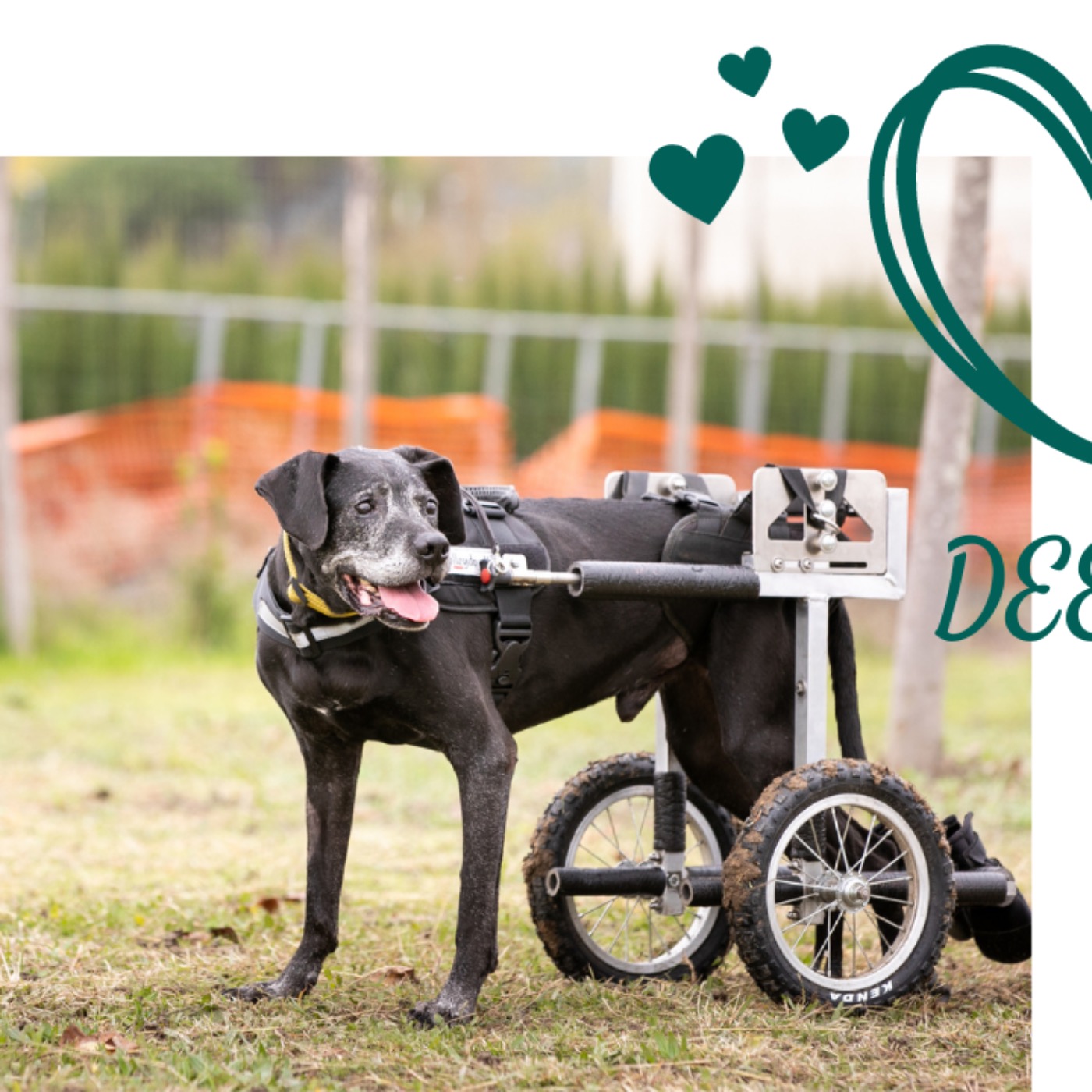 DeeDee on Wheels
