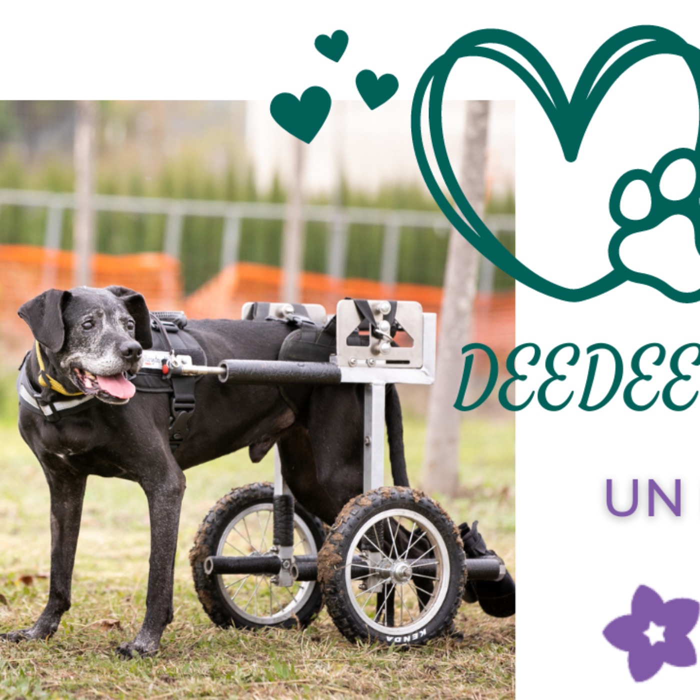 DeeDee on Wheels