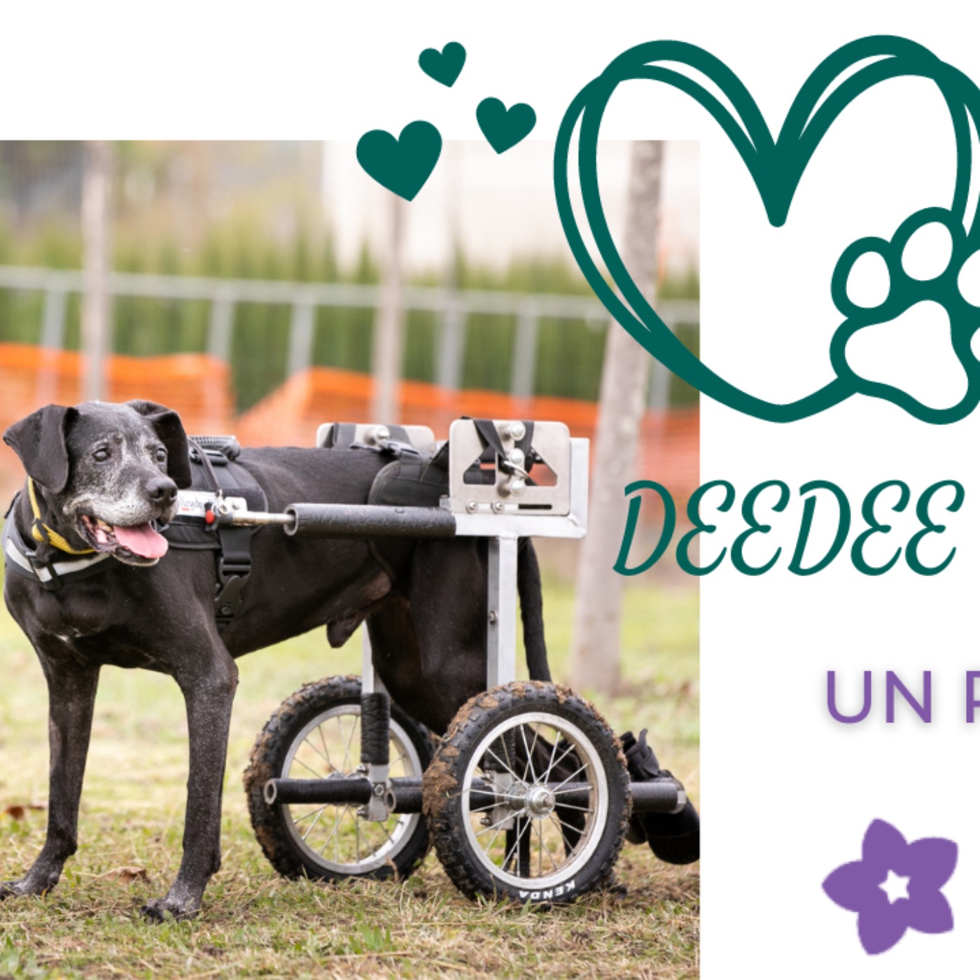 DeeDee on Wheels