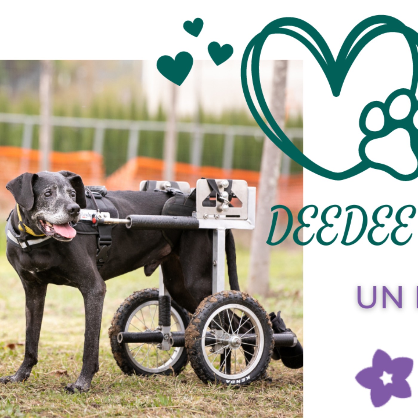 DeeDee on Wheels