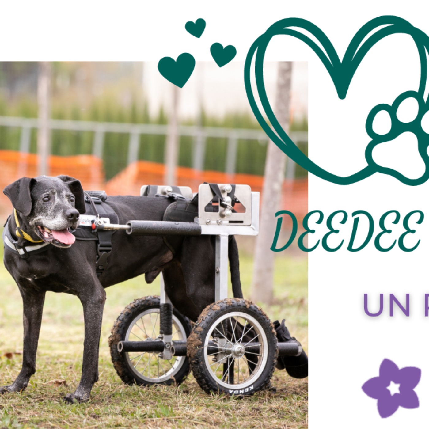 DeeDee on Wheels