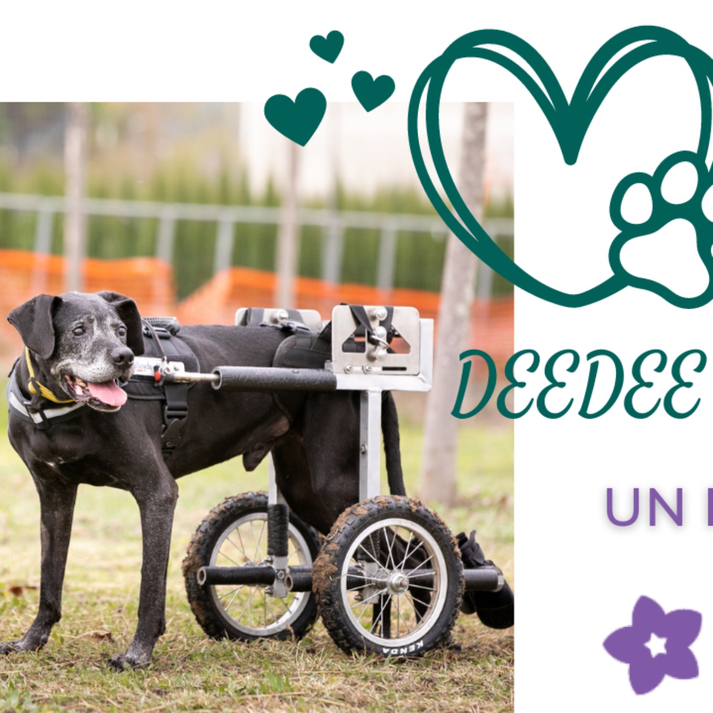 DeeDee on Wheels