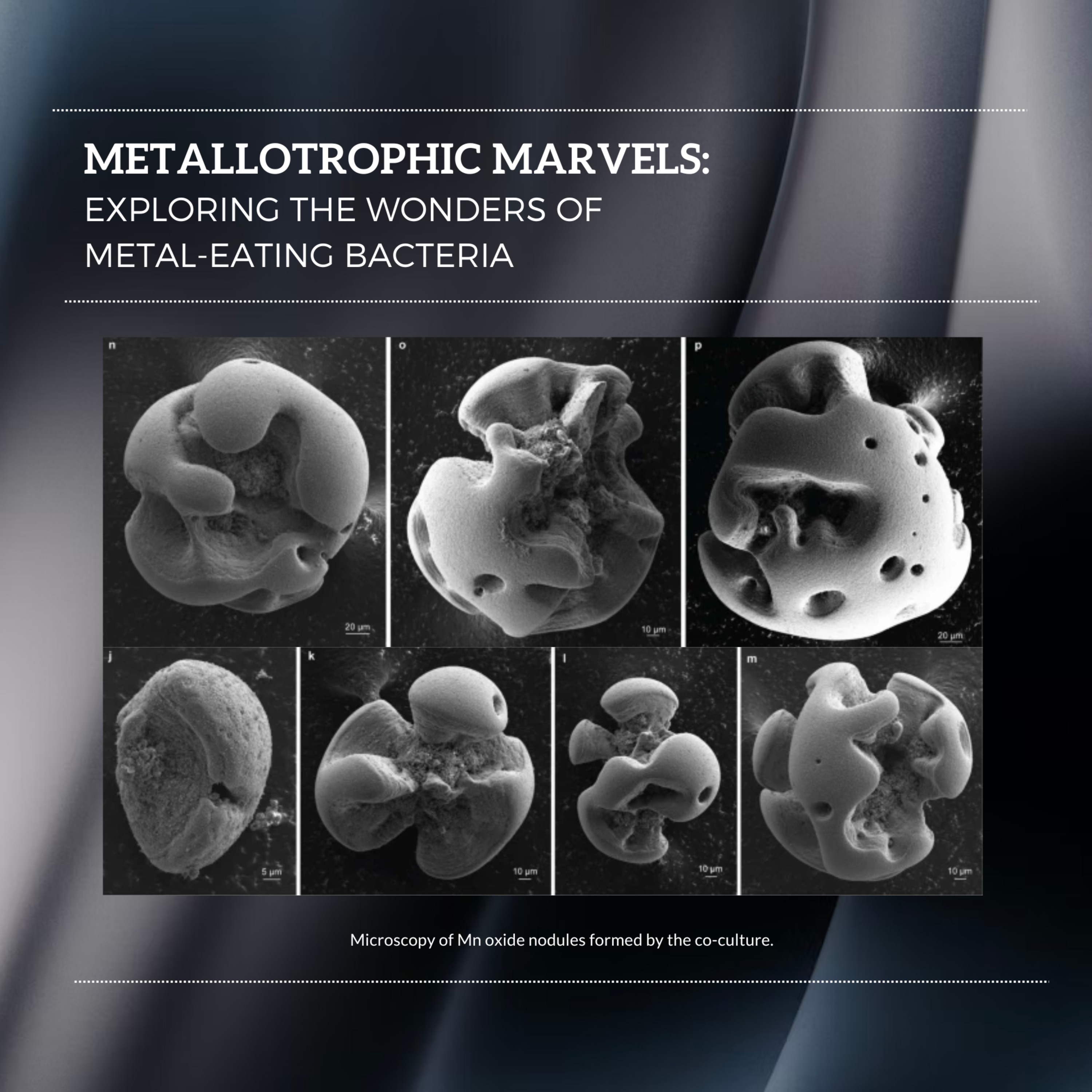 Metallotrophic Marvels: Exploring the Wonders of Metal-Eating Bacteria
