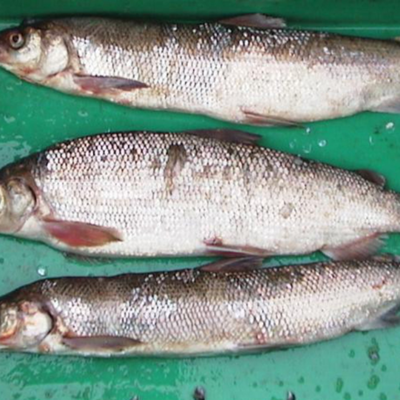KBFT\'s Anishinaabe Word of The Day