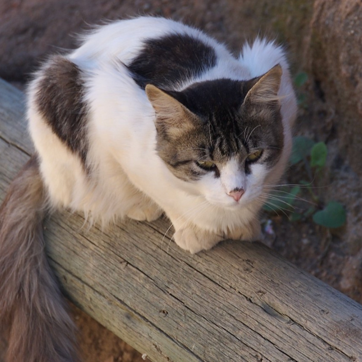 Cat (gaazhagens)