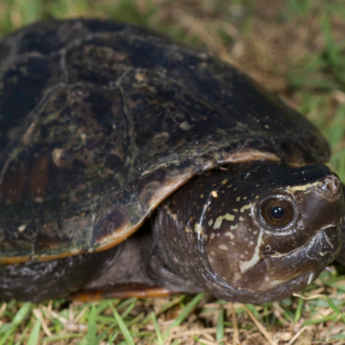 Mud turtle (miskwaadesi) - Anishinaabe WOTD