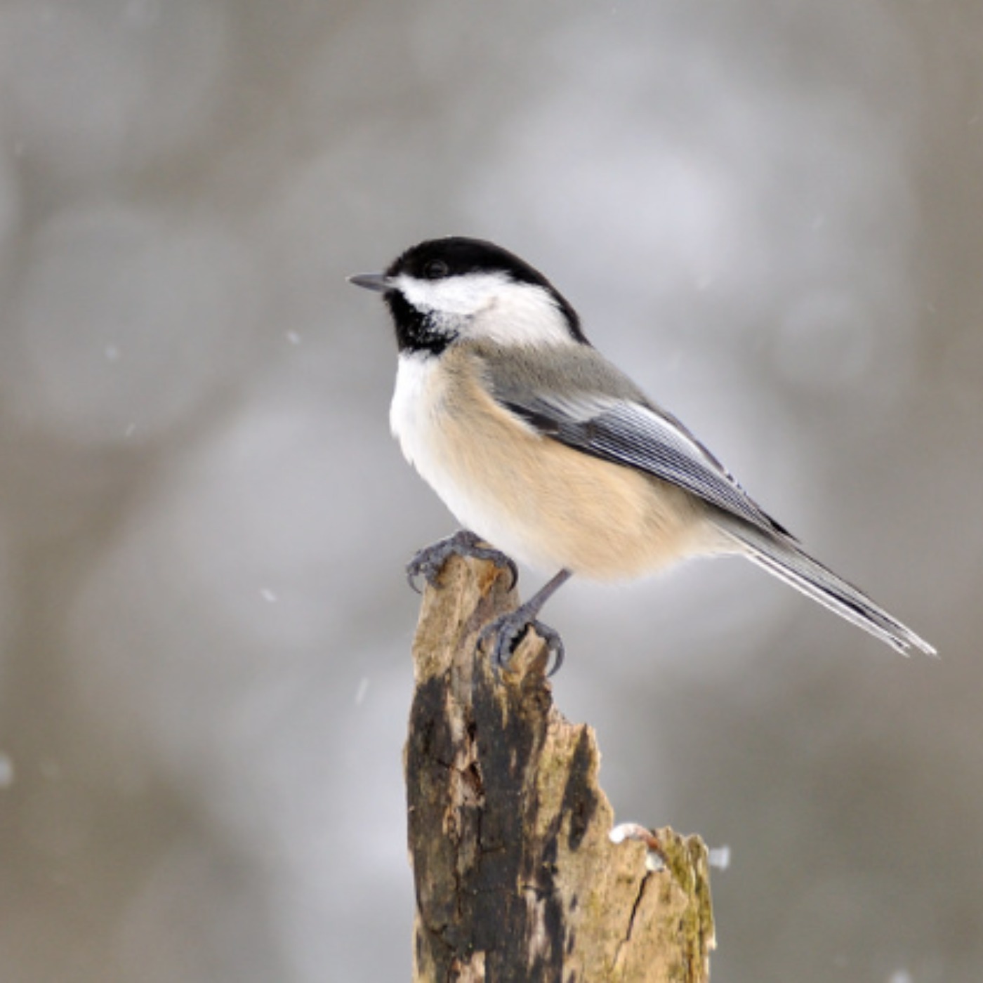 Chickadee (gijigijigaaneshiinh) - Anishinaabe WOTD