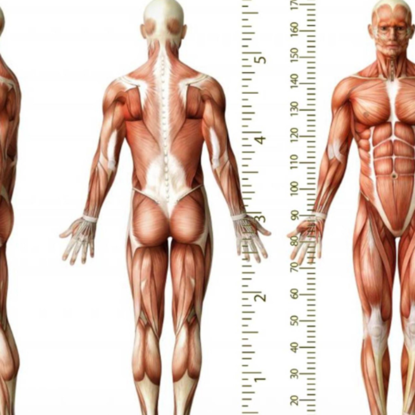 My body (niaw) - Anishinaabe WOTD