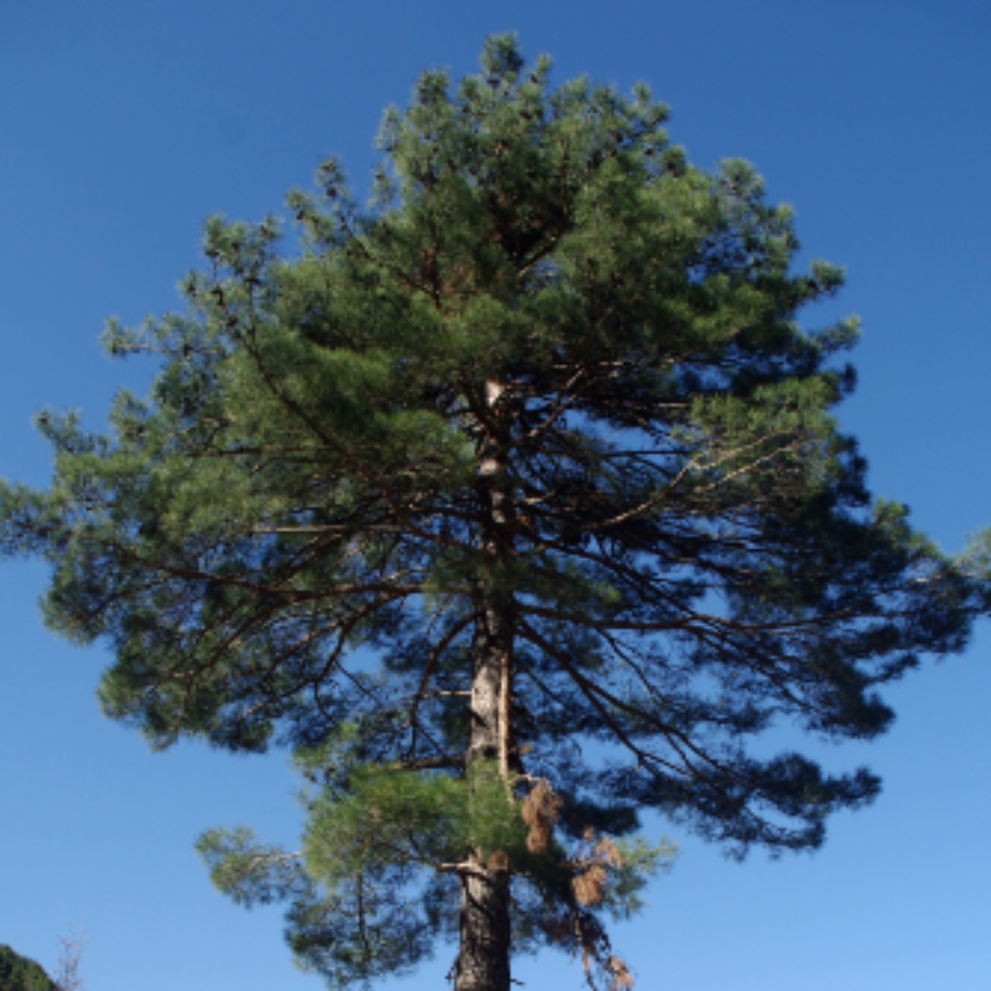 Pine tree (okikaandag) - Anishinaabe WOTD