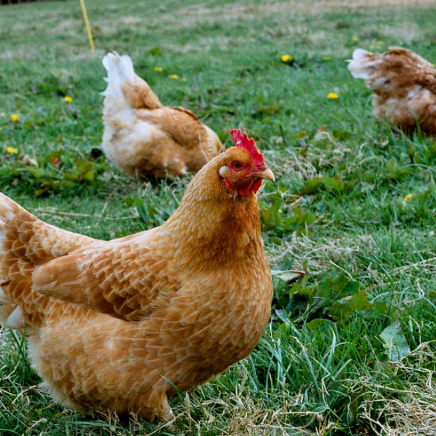 Chicken (baaka'aakwenh) - Anishinaabe WOTD