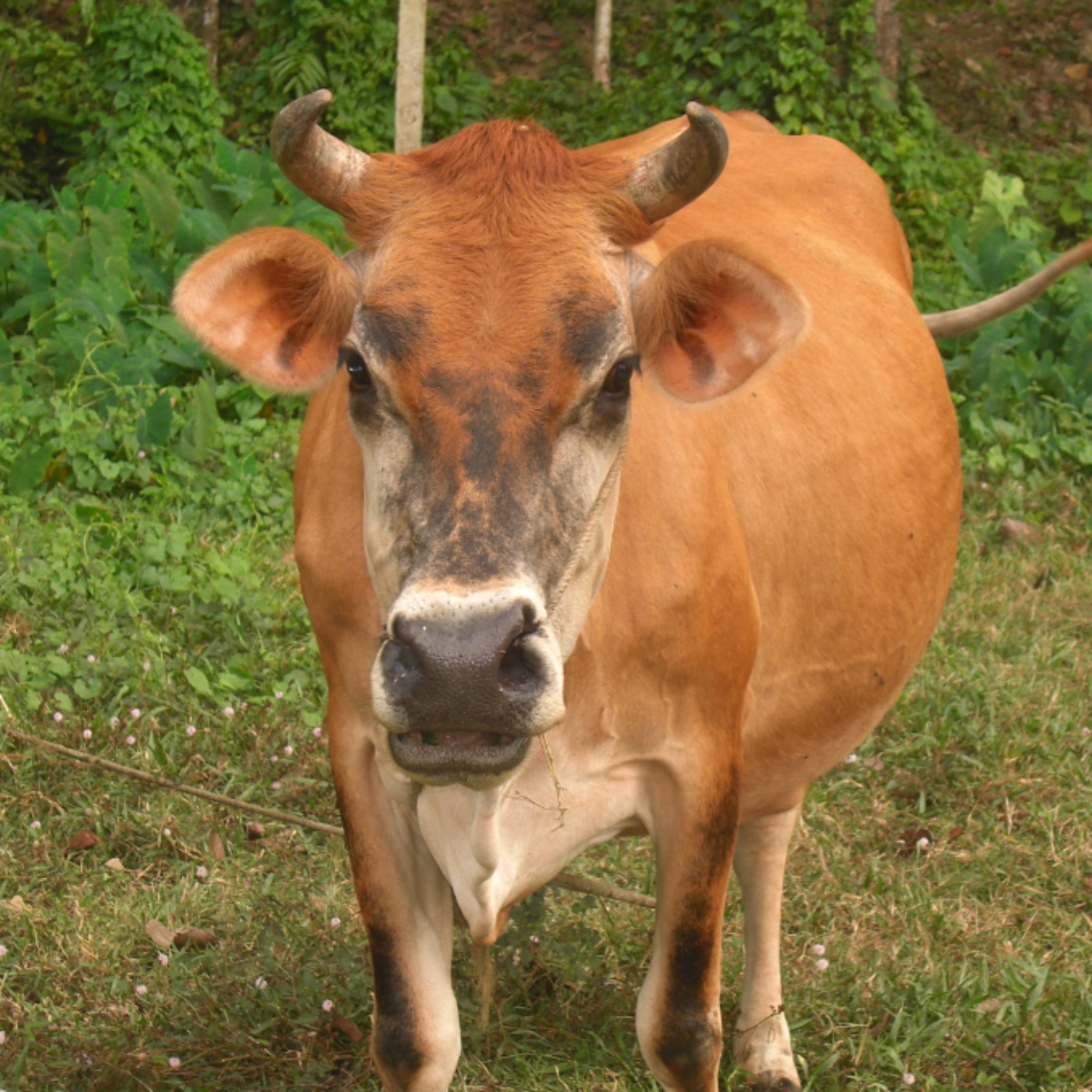 Cow (bizhikii) - Anishinaabe WOTD