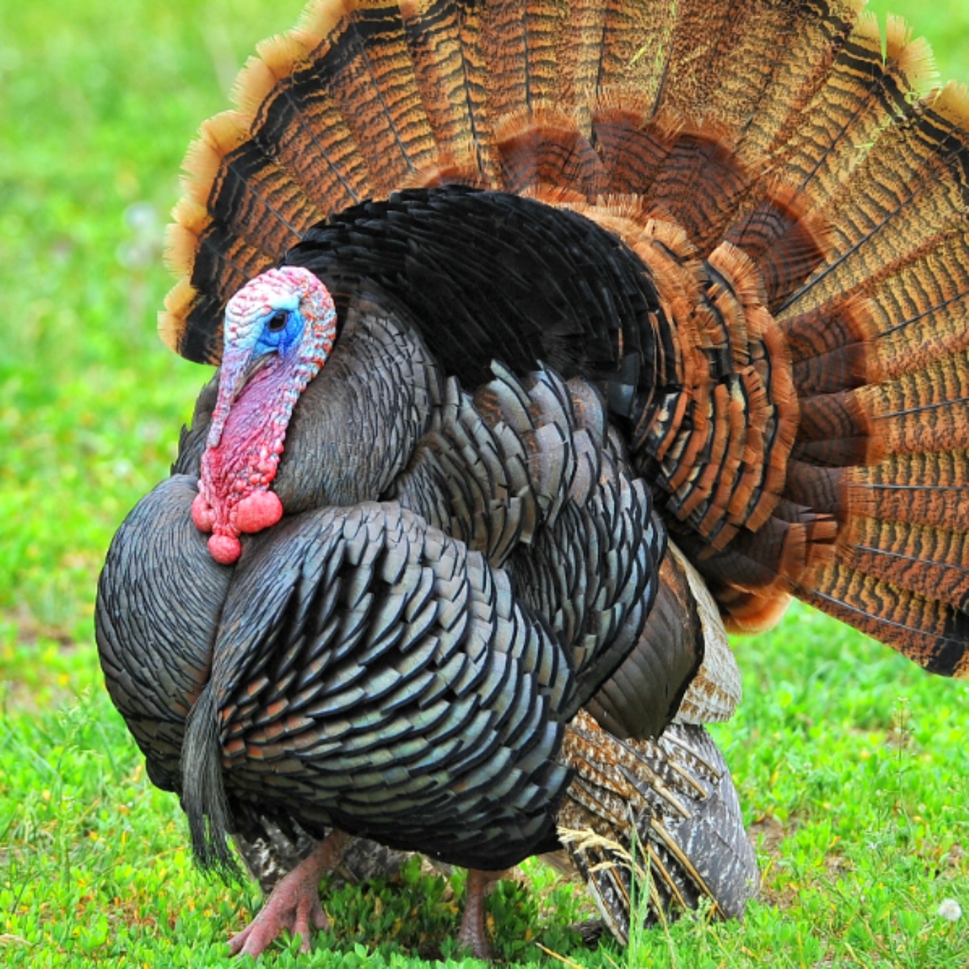 Turkey (mizise) - Anishinaabe WOTD