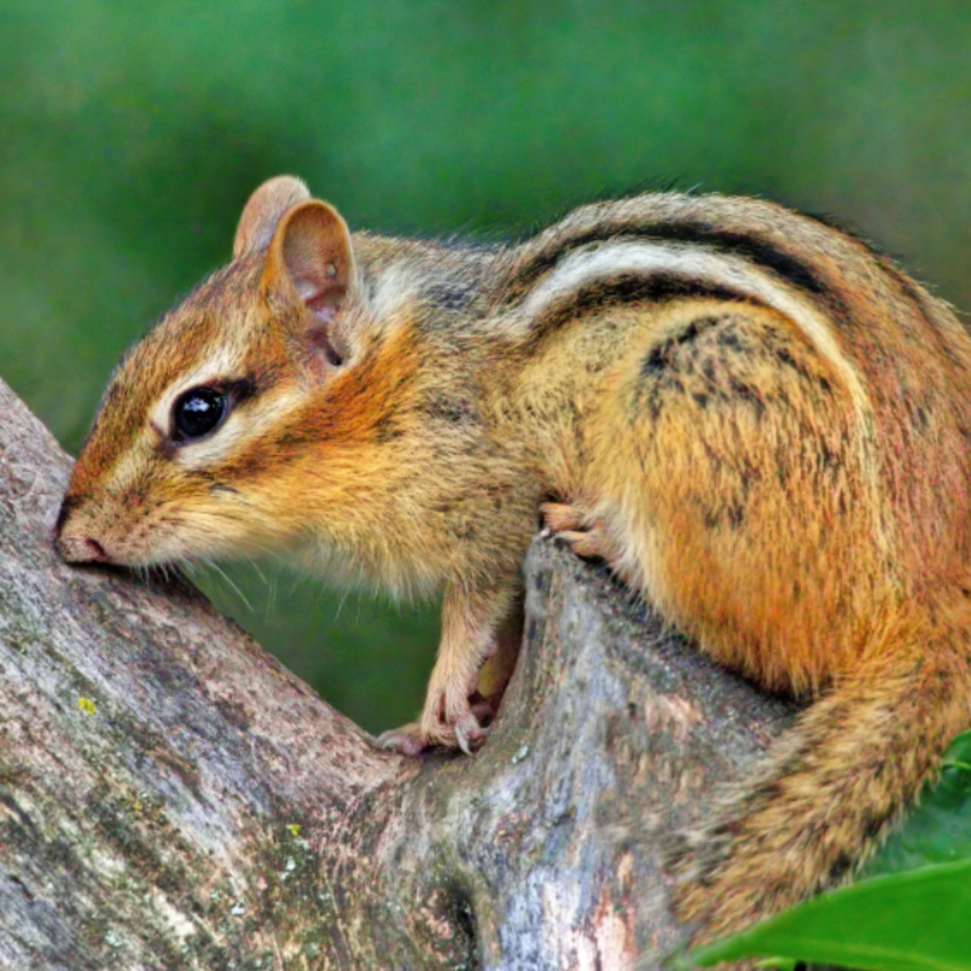 Chipmunk (agongos) - Anishinaabe WOTD