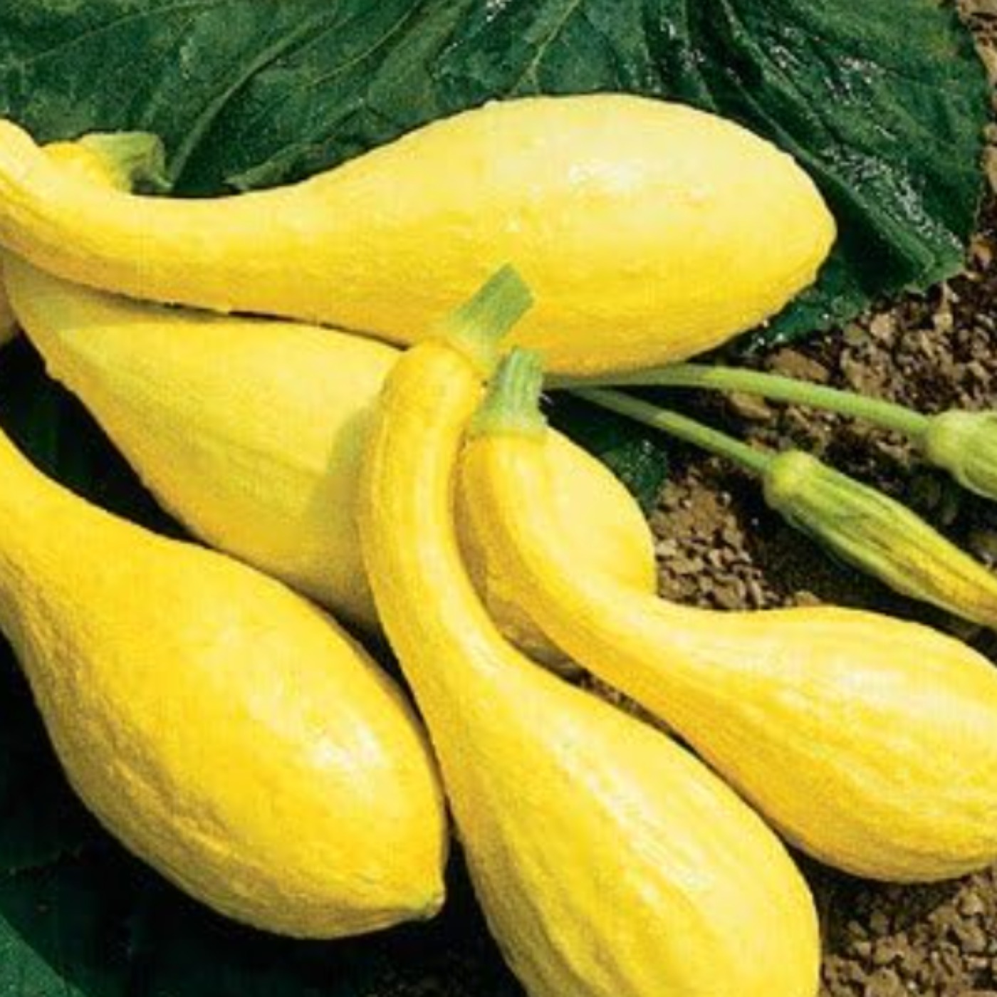Squash (agosimaan) - Anishinaabe WOTD