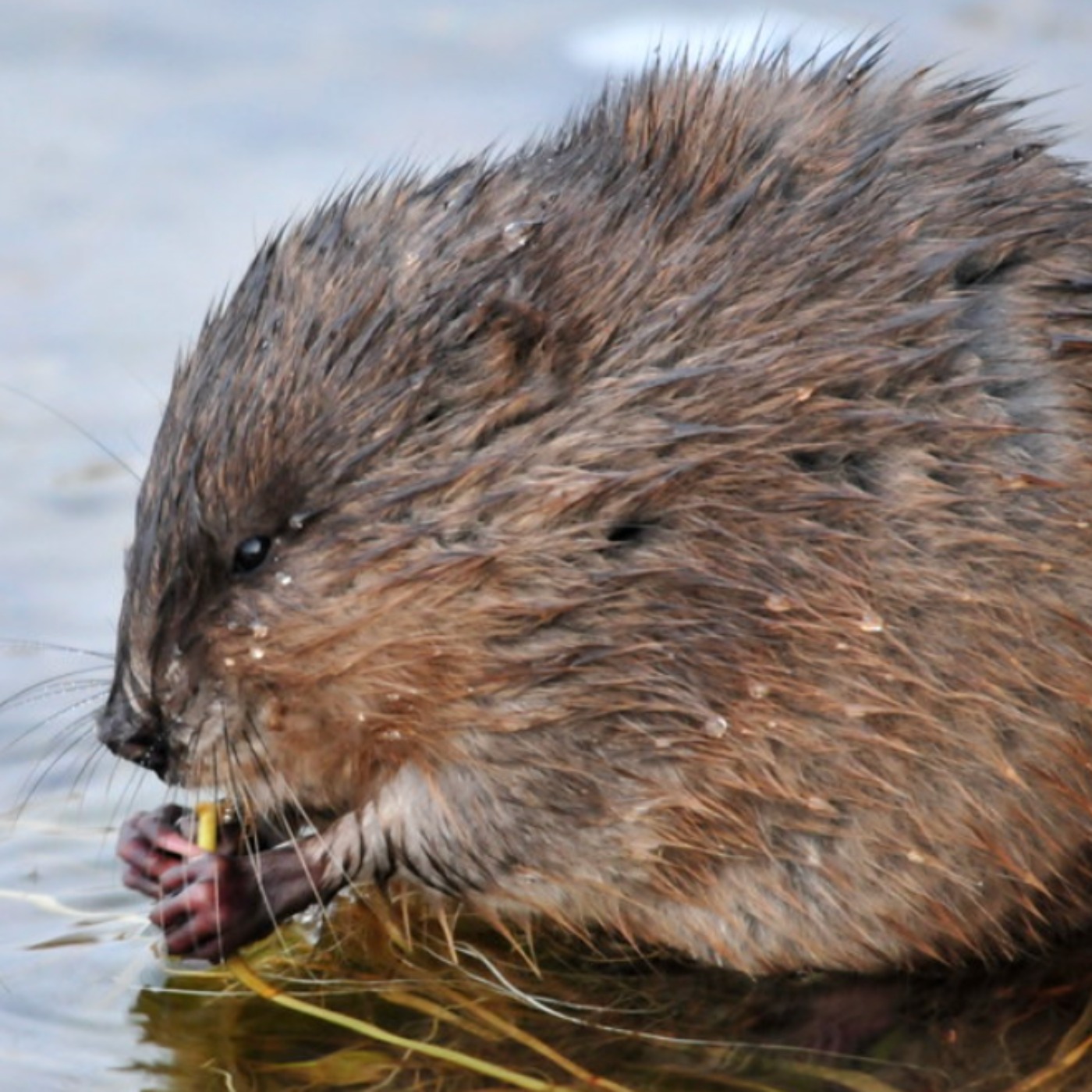 Muskrat (wazhashk) - Anishinaabe WOTD