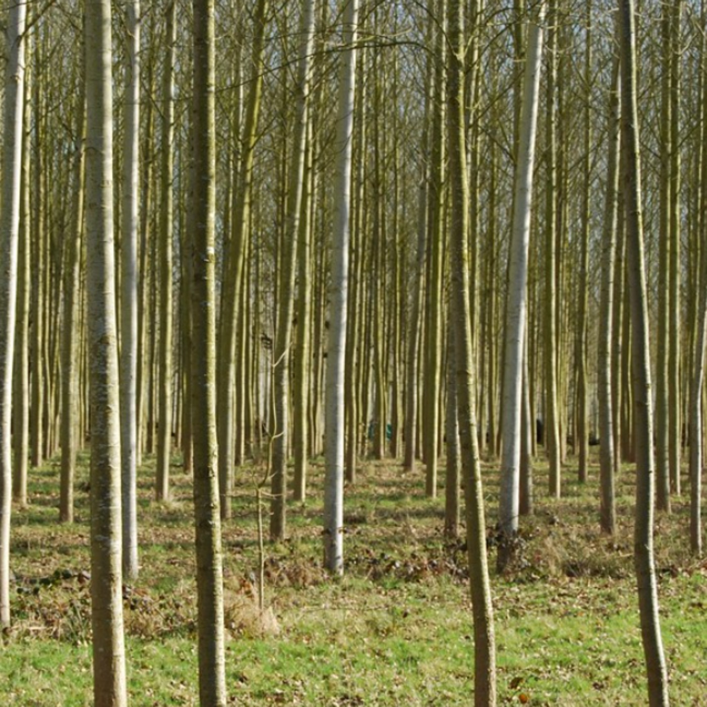 Poplar (azaadi) - Anishinaabe WOTD