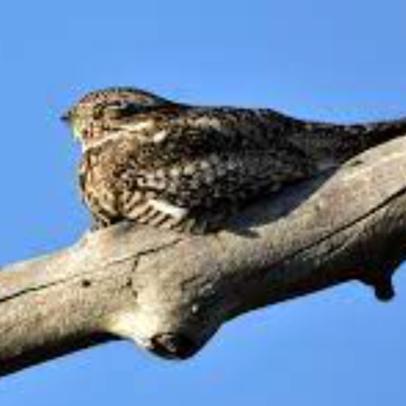 Nighthawk (dibika gekek) - Anishinaabe WOTD