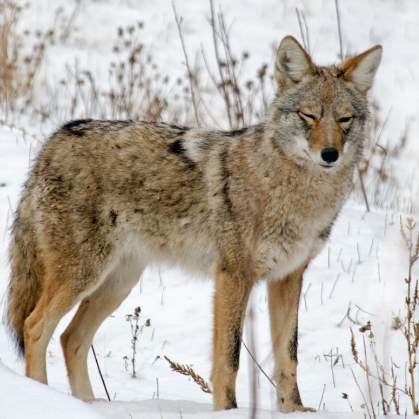 Coyote (wiisagi ma'iingan) - Anishinaabe WOTD