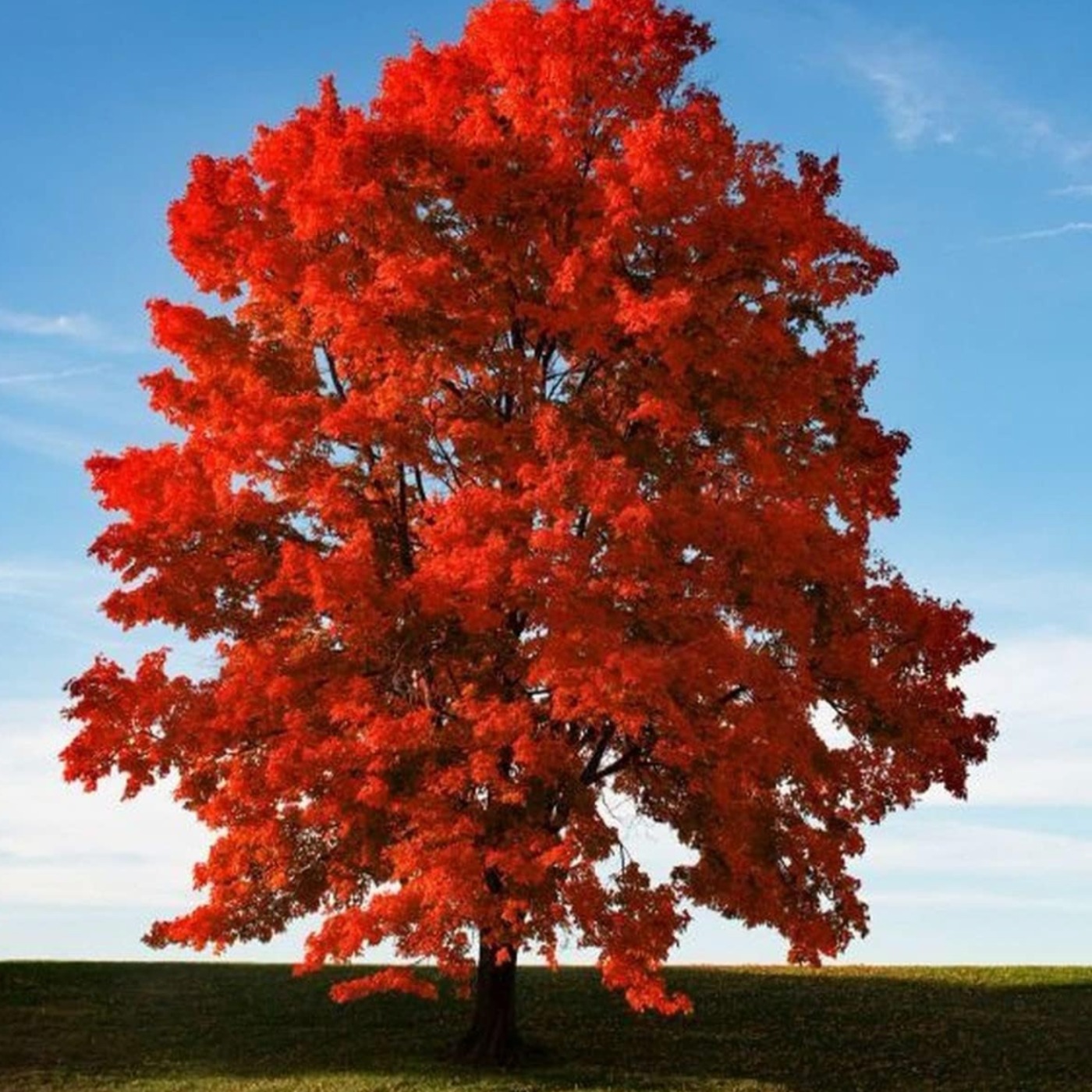 Red Maple (misko aninaatig) - Anishinaabe WOTD