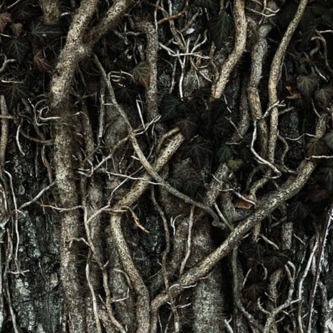 Roots (ojiibik) - Anishinaabe WOTD