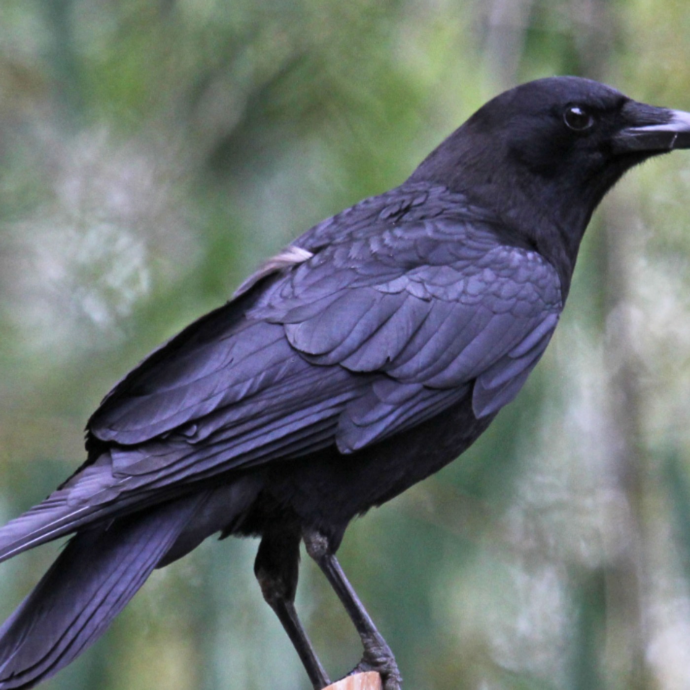 Crow (aandeg) - Anishinaabe WOTD