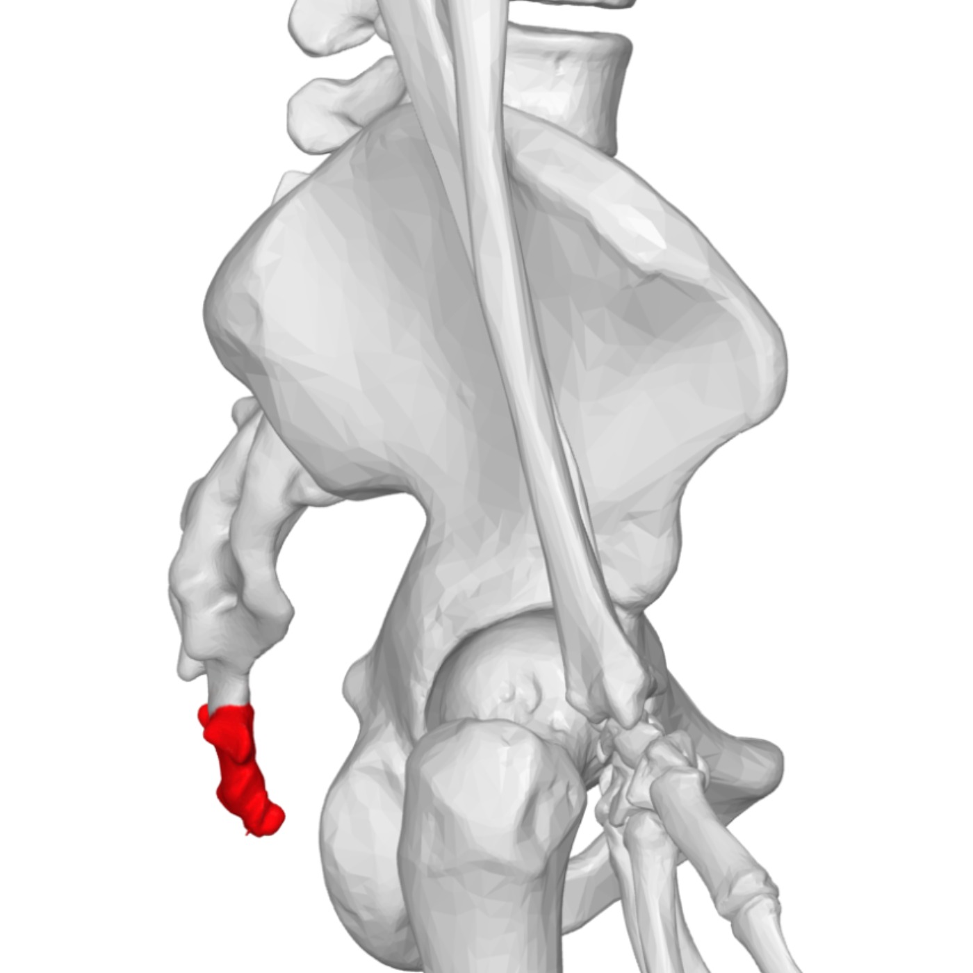 Tail bone (inzowkan)