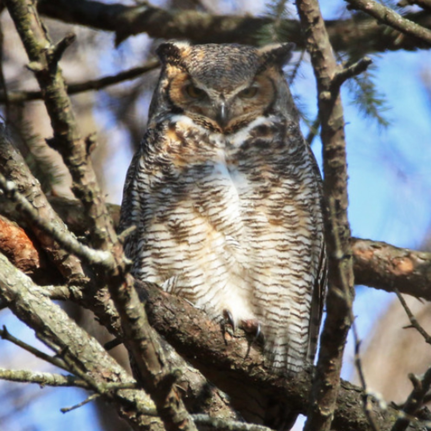 Owl (gookooko'oo) - Anishinaabe WOTD