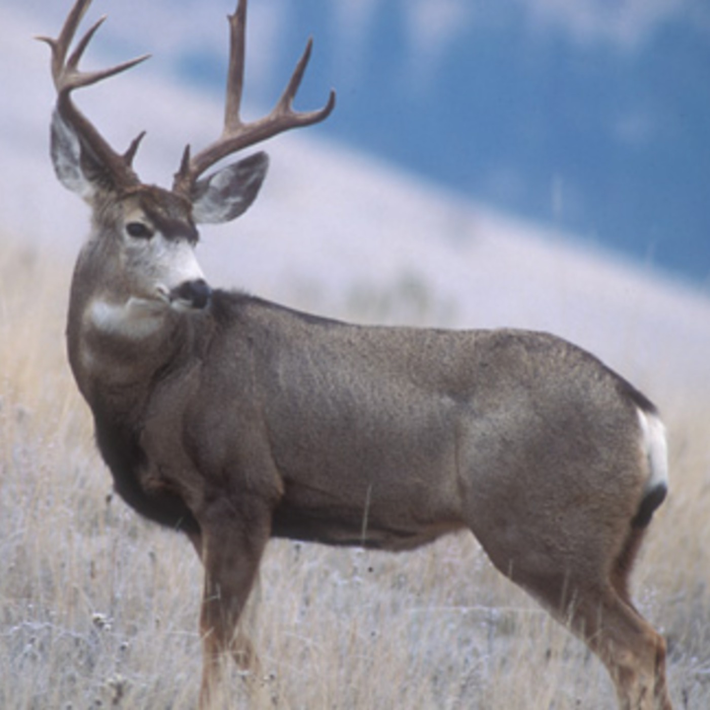 Deer (waawaashkeshi) - Anishinaabe WOTD