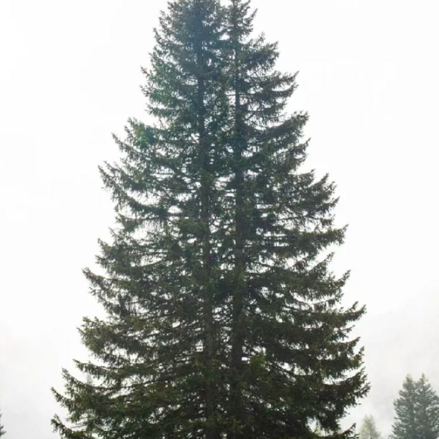 Spruce Tree (gaawaandag mitig) - Anishinaabe WOTD