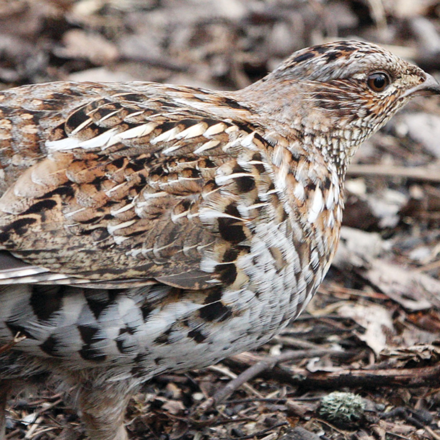 Partridge (bine) - Anishinaabe WOTD